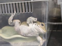 -立德异宠动物医院.兔鸟爬.内窥镜(天河店)