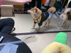 -逗柴咖啡屋·狗咖猫咖宠物桌游