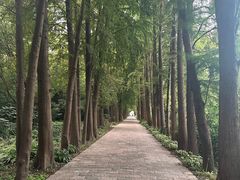 -上海滨江森林公园