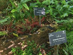 -深圳仙湖植物园