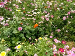 -松山湖梦幻百花洲
