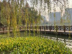-洋湖国家湿地公园