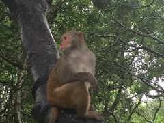 -南湾猴岛+椰田古寨一日游