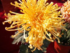 景点-沈阳植物园