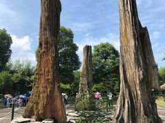 -金钉子远古世界景区