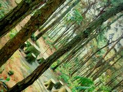 -铁山坪森林公园