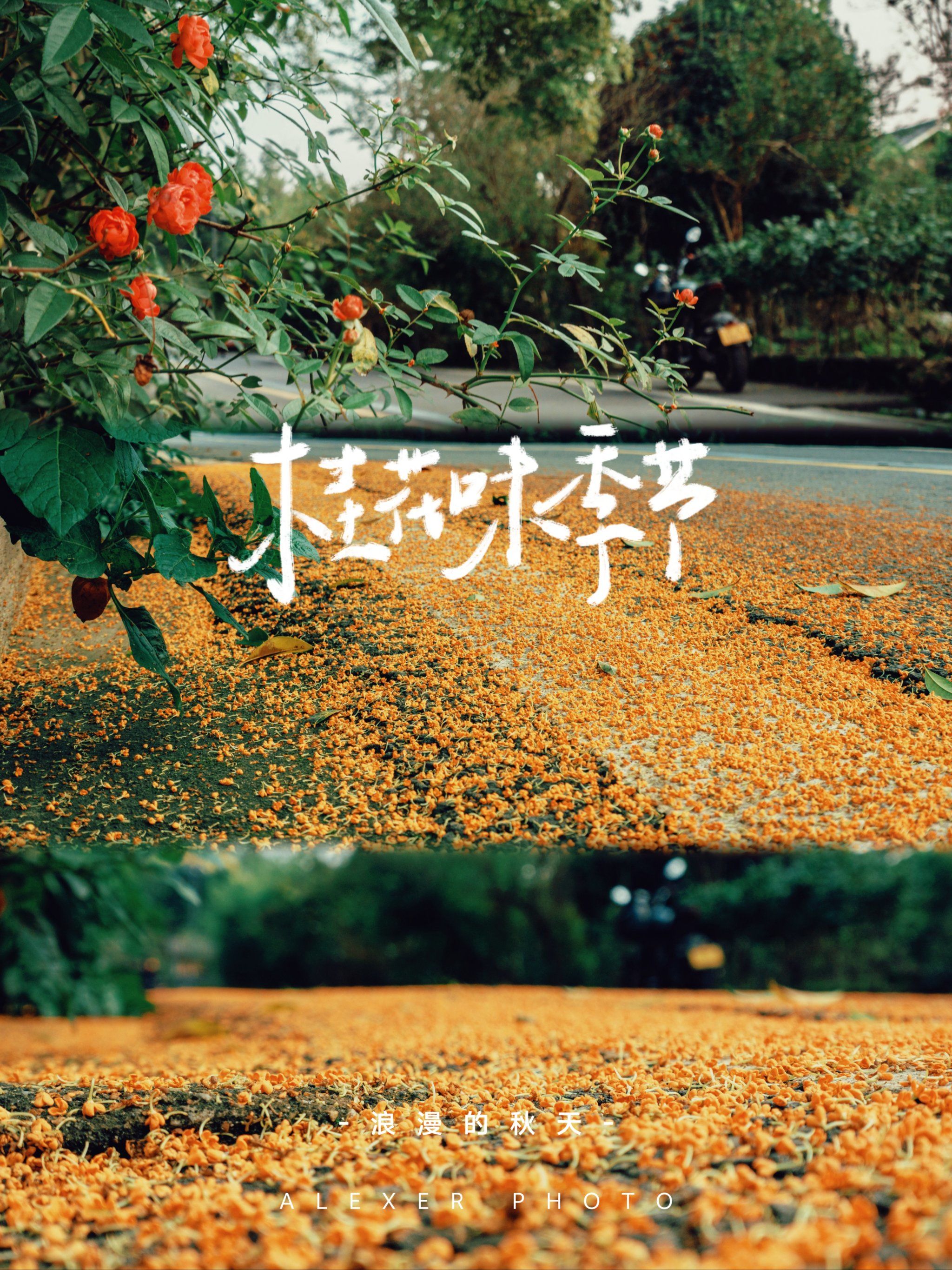 今天种草一个超级美的秋日郊游打卡地