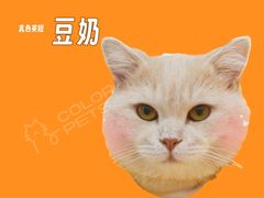 -COLOR PETS 撸猫馆·购猫·猫咖(长风大悦城店)