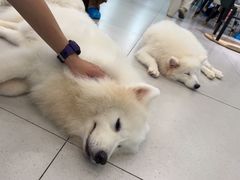 -安格丽娜·狗咖·猫咖羊驼咖(春熙路百盛商场店)