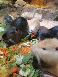 点击看大图 -酷嗒动物文化乐园(cutezoo西溪乐天城店)