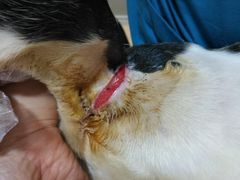 -芭比堂宠物医院·全科爱猫医院·仁德分院