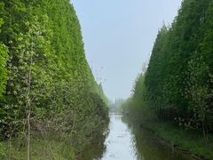 -黄海国家森林公园