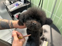 -小呆的宠物店·宠物售卖·宠物寄养(城西店)