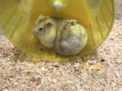 -悠尼宠物·独立低压伊珊娜洗护·美容·寄养(兰谷路店)