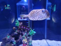 -太平洋海底世界