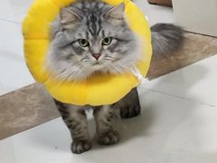 -朗丽兹自助餐厅