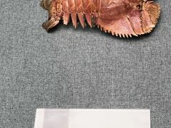 -上海中国航海博物馆