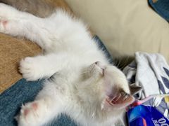 -宠爱国际动物医院· 猫科· 外科·中兽医(长白店)