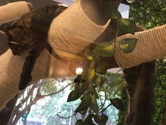 -袖虎·猫馆(体育西路店)
