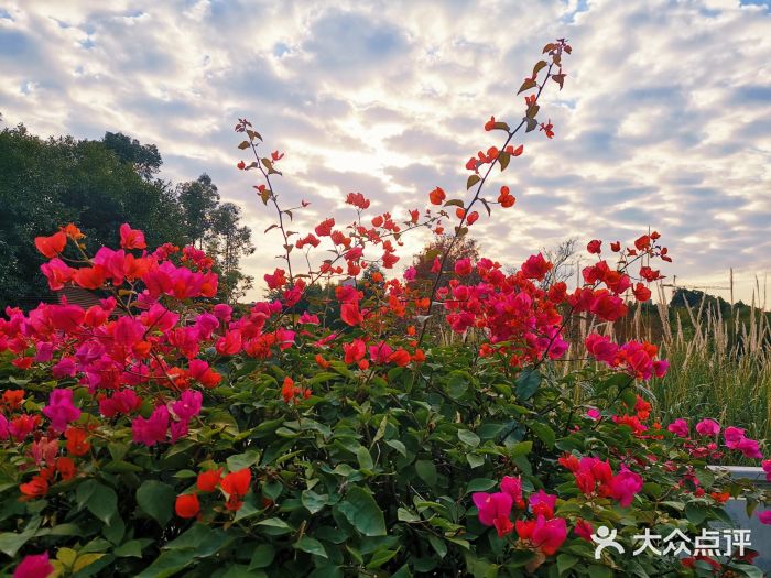 琴亭湖公园图片