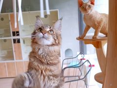 -十年猫舍·猫咪专门店(普陀店)