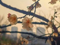 -月湖风景区