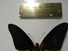 -上海昆虫博物馆