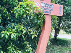 -顾村公园