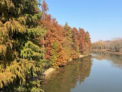 -上海海湾国家森林公园