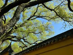 -西园戒幢律寺
