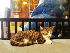 -more than meow吴止猫主题餐厅(承德 中船汇店)