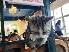 -猫小院猫主题餐厅(南锣旗舰店)
