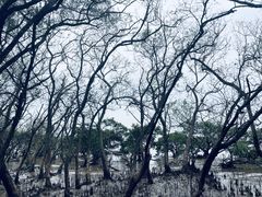 -宝安西湾红树林湿地公园