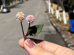 -收获咖啡HARVEST RESERVE(苍山店)