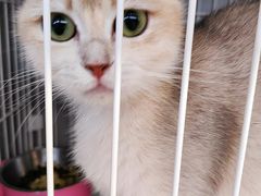 -翊宠yipet猫狗购宠庄园犬舍•猫舍