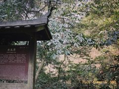 -午潮山国家森林公园