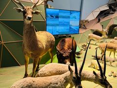 -Behring World of Animals(上海自然博物馆店)