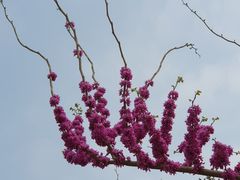 -海棠花溪(元大都城垣遗址公园)