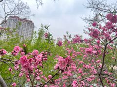 -桃花堤公园