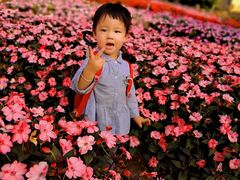 -松山湖梦幻百花洲