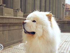 -超宠爱宠物摄影-Super pet