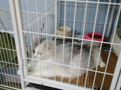 -喵的天空名猫咖啡馆·撸猫·猫舍·用品