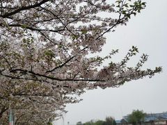 -高东镇樱花园