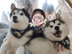 -Husky Go! 哈士奇体验馆·宠物咖啡厅狗咖