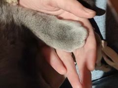 -猫色咖啡·猫咖