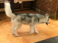 -more than meow吴止猫主题餐厅(承德 中船汇店)