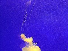 -上海海洋水族馆