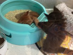 -糯米喵星人总部直营旗舰店·猫舍·幼猫出售
