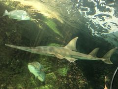-悉尼海洋生物水族馆