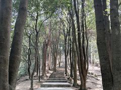 -火炉山森林公园